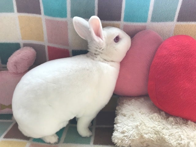 引用画像うさぎ