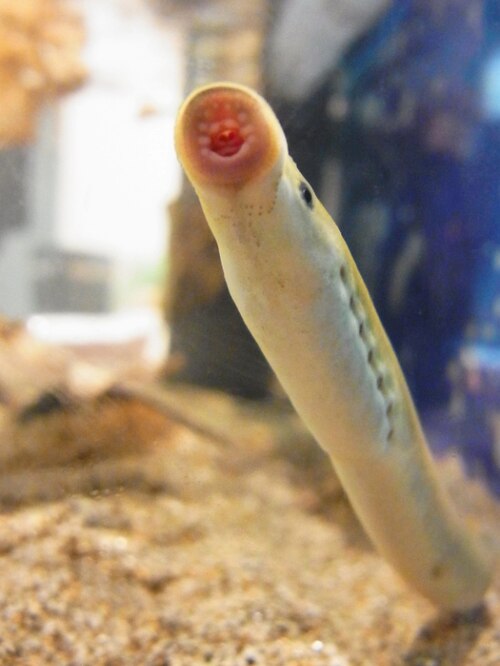 引用画像ヤツメウナギ